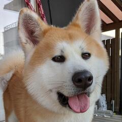 秋田犬 - 里親募集