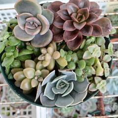 ミニ多肉植物の寄せ植え①の画像