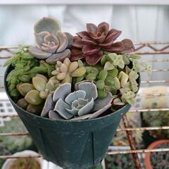 ミニ多肉植物の寄せ植え①の画像