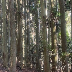 美祢市の古民家、畑、田、山林5万坪、檜大量に有り、相続移転完了、販売開始❣️200万円 - 不動産
