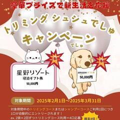 沖縄市トリミングサロン本気のキャンペーン