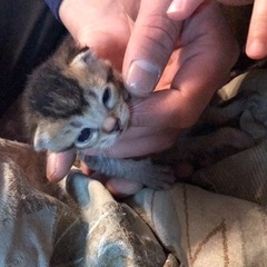 写真更新しました。オスと1匹になりました