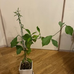 商談中　柑橘　はるかの苗木