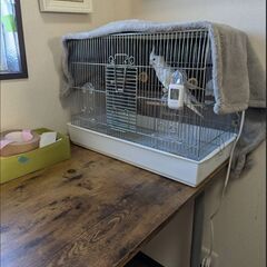 オカメインコ（アルビノ）