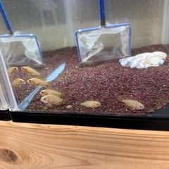 アピストグラマ カカトオイデス ゴールデン