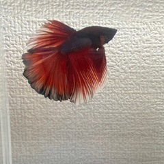 ベタ若魚