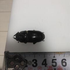 オオクワガタ成虫　オス１匹　メス５匹の画像