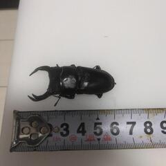 オオクワガタ成虫　オス１匹　メス５匹の画像