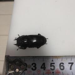 オオクワガタ成虫　オス１匹　メス５匹の画像