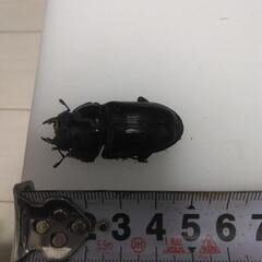 オオクワガタ成虫　オス１匹　メス５匹の画像