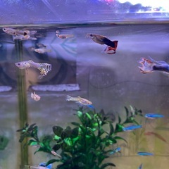 グッピーの稚魚、幼魚／10匹