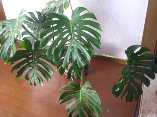 観葉植物　大迫力　大きいです　モンステラ