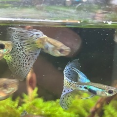 (お譲りする方決まりました)国産　ブルーグラスグッピー成魚　ペアの画像