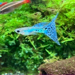 (お譲りする方決まりました)国産　ブルーグラスグッピー成魚　ペアの画像