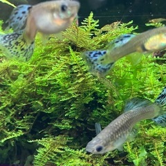 (お譲りする方決まりました)国産　ブルーグラスグッピー成魚　ペアの画像