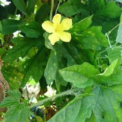 奈良の温泉に友人と行くので、一緒に行きたい人！ − 大阪府