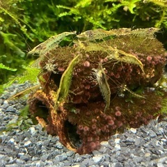 (お譲りする方決まりました)国産　ブルーグラスグッピー成魚　ペアの画像