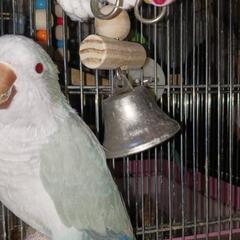 オキナインコ　メス2歳　決まりました