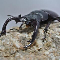 【幼虫5頭】フォルスターフタマタクワガタ②　亜種キヨタミ