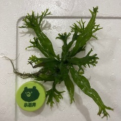 (未活着2株)ミクロソリウムウィンディロヴ の画像