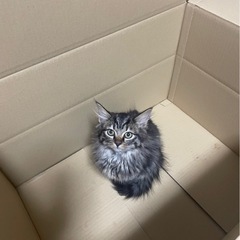 子猫の里親募集