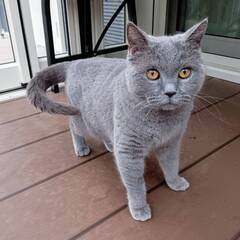 in春日井市☆保護猫達を暖かいオウチに迎えよう☆2025年2月1...