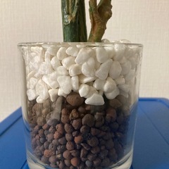 引き渡し者決定　ニトリ　フェイクグリーン　造花　観葉植物の画像