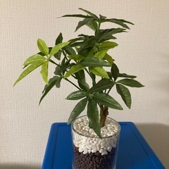 引き渡し者決定　ニトリ　フェイクグリーン　造花　観葉植物の画像