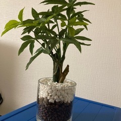 引き渡し者決定　ニトリ　フェイクグリーン　造花　観葉植物の画像