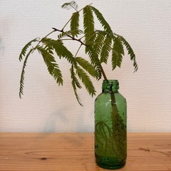 観葉植物　水耕栽培　エバーフレッシュ　抜根済み！
