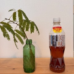 観葉植物　水耕栽培　エバーフレッシュ　抜根済み！の画像