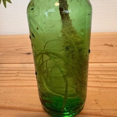 観葉植物　水耕栽培　エバーフレッシュ　抜根済み！の画像