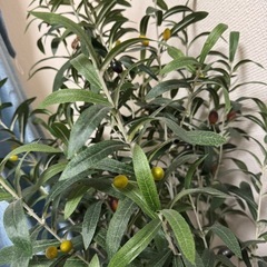 オリーブの木 人工植物 観葉植物 の画像