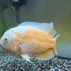 アルビノルビーレッドオスカー　水槽　熱帯魚　