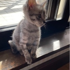 緊急!1歳6ヶ月の男の子の里親様を探してい ます。