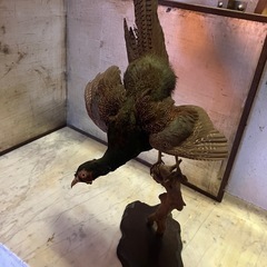 鳥の剥製1