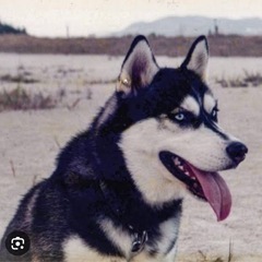 謝礼有 ハスキーを飼育されている方、お散歩に同行させてください