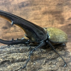 超大型極太美形血統！！DHヘラクレス♂159.4mm +♀70m...