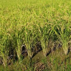 和歌山で農業（米、野菜）はじめませんか！？