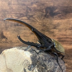 超大型極太美形血統！！DHヘラクレス♂162.4mm +♀70mm大型ペア！！の画像