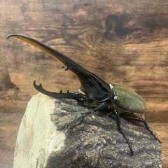 超大型極太美形血統！！DHヘラクレス♂158.7mm +♀67mmペア！！の画像