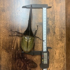 超大型極太美形血統！！DHヘラクレス♂158.7mm +♀67mmペア！！の画像