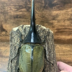 超大型極太美形血統！！DHヘラクレス♂158.7mm +♀67mmペア！！の画像
