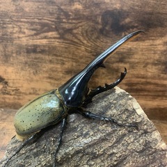 超大型極太美形血統！！DHヘラクレス♂158.7mm +♀67mmペア！！の画像