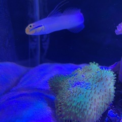 ウミキノコスーパーグリーン
