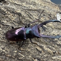 メタリフェルホソアカクワガタ♂