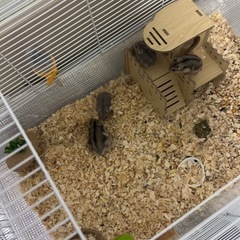 ハムスター - その他