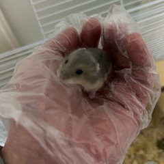 ハムスター − 大分県