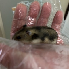 ハムスター - 里親募集
