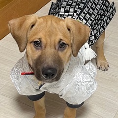 犬用の袴の画像